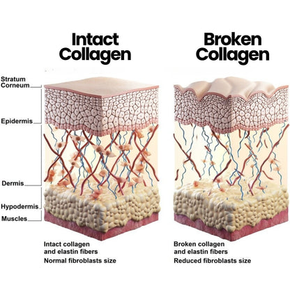Intact collagen in skincare — how copper peptides preserve and stimulate collagen production